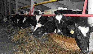 Хозяйства района постепенно переводят скот на зимне-стойловое содержание