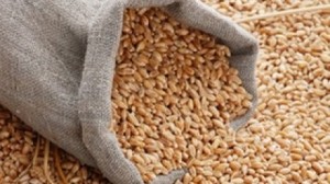 Житель Коханово пытался похитить зерно
