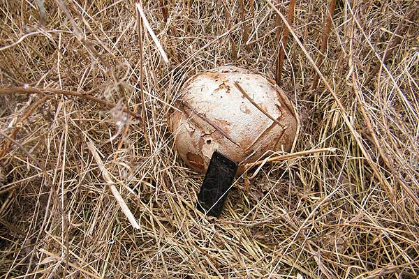 Интересная находка: в Толочинском районе обнаружен головач гигантский
