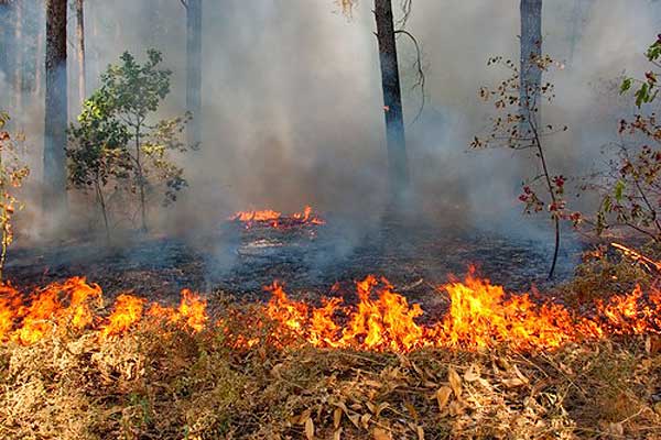Осторожно: горят леса и болота!