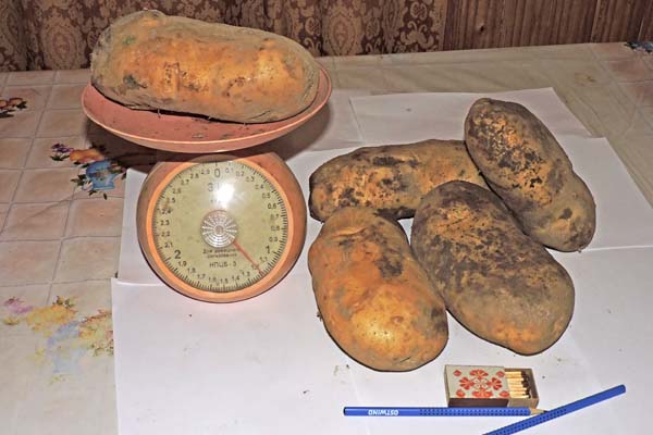 Отдельные клубни выращенного на полях консервного завода картофеля достигают полутора килограммов