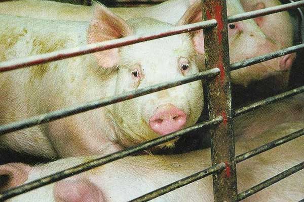 Введен запрет на содержание свиней в некоторых населенных пунктах Толочинского района