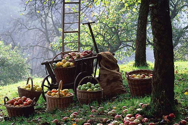 Школьники Толочинского района заработали на сборе яблок в бесхозных садах