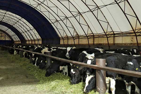 Перед сельхозпредприятими Толочинского района стоит задача восстановить поголовье коров