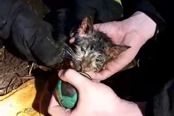 Спасатели в Толочинском районе потушили пожар в доме и спасли жизнь котёнку (+фото, видео)