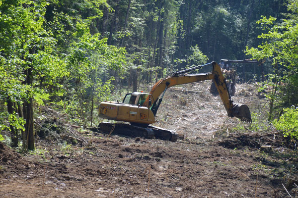 Строится новая лесохозяйственная дорога в Волосовском лесничестве