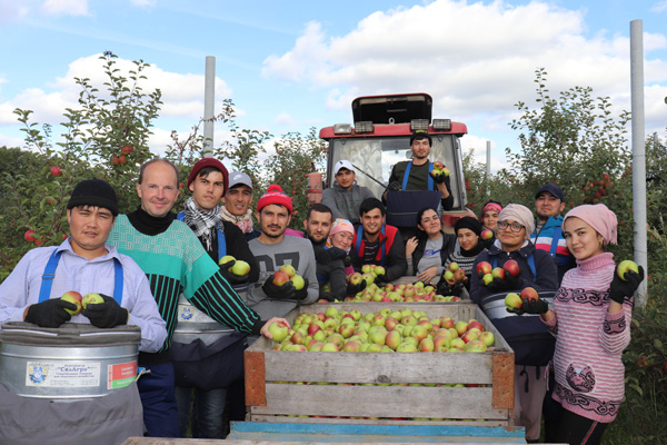 Помощь в уборке урожая яблок оказывают студенты