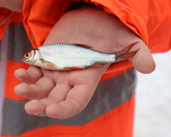 В Толочине прошли межрайонные соревнования по рыбной ловле (+фото)