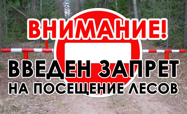 Запрет на посещение лесов введен в Толочинском районе