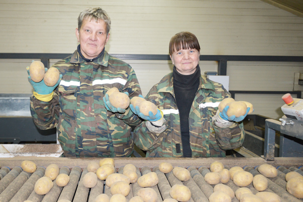 Урожай картофеля на Толочинском консервном заводе превзошел прошлогодний