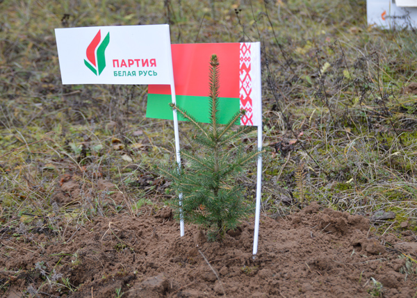 Свыше ста саженцев хвойных деревьев высадили в преддверии 106-й годовщины Октябрьской революции активисты районного отделения партии «Белая Русь»