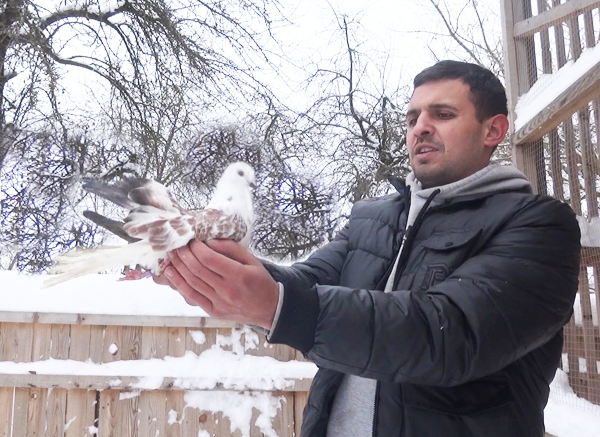 Роман Иванов: «В очереди за моими голубями стоят в Беларуси»