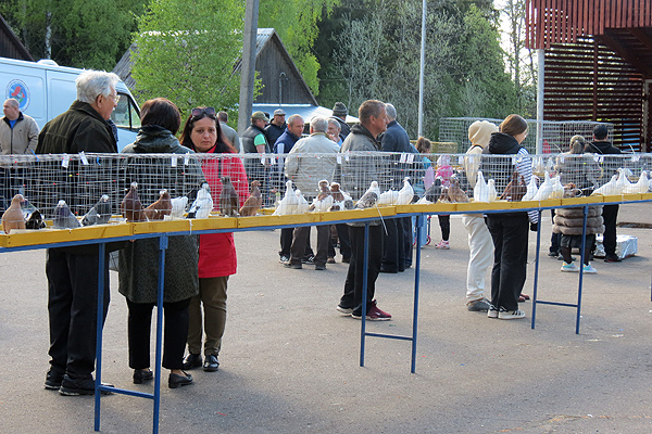 Выставка голубей в Толочине получилась зрелищной и увлекательной (+фото)